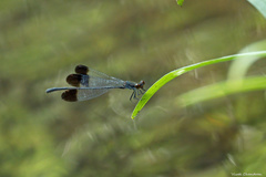 Disparoneura apicalis