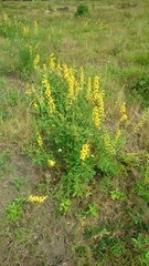 Crotalaria trichotoma