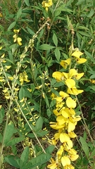 Crotalaria trichotoma