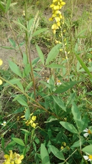 Crotalaria trichotoma