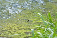 Disparoneura apicalis