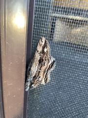 Scioglyptis lyciaria