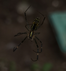 Trichonephila clavata