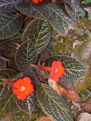 Episcia cupreata