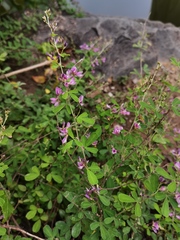Lespedeza