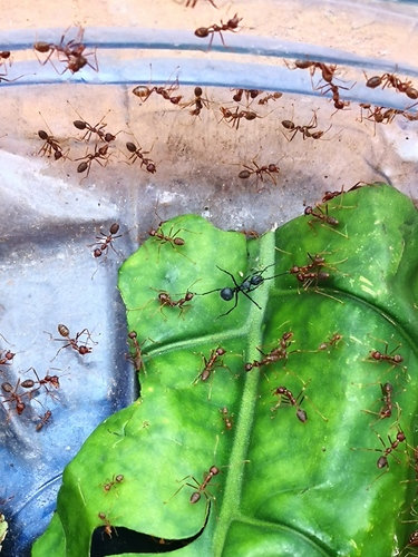 African Weaver Ant