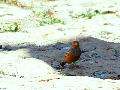 Escribano ceniciento (Emberiza caesia)