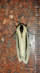 Creatonotos gangis