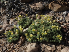 Cusickiella quadricostata