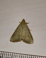Hypsopygia nostralis