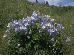 Aquilegia coerulea coerulea
