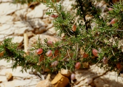 Astragalus spinosus