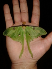 Actias luna