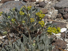 Eriogonum alexanderae