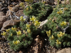 Cusickiella quadricostata