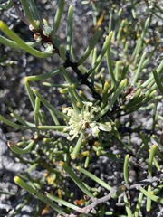 Hakea megadenia
