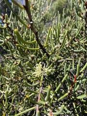 Hakea megadenia