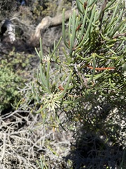 Hakea megadenia