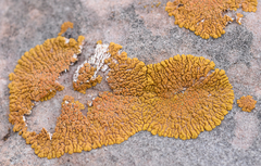 Xanthomendoza trachyphylla
