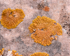 Xanthomendoza trachyphylla