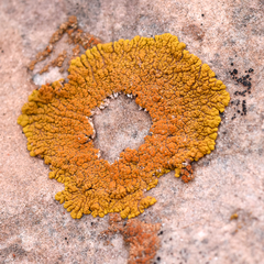 Xanthomendoza trachyphylla