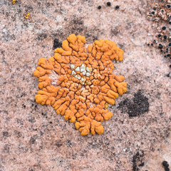 Xanthomendoza trachyphylla