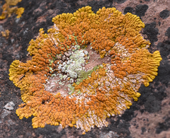 Xanthomendoza trachyphylla