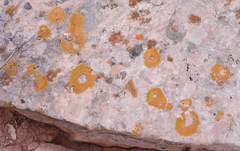 Xanthomendoza trachyphylla