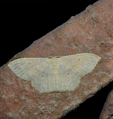 Scopula