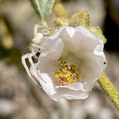 Mecaphesa californica