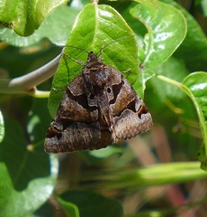 Euclidia ardita