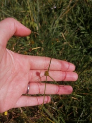 Cyperus erectus
