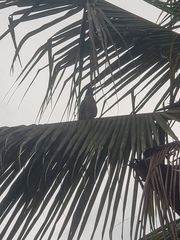 Eudynamys scolopaceus