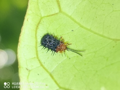 Dactylispa oberthuri