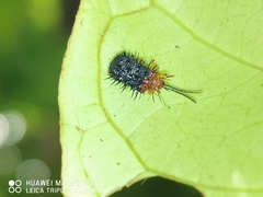 Dactylispa oberthuri