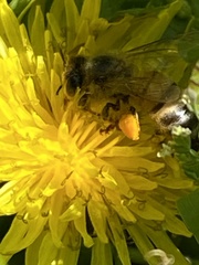 Apis mellifera