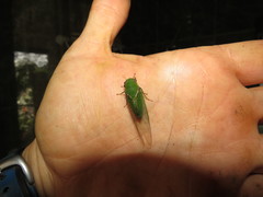 Glaucopsaltria viridis