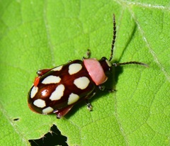 Omophoita simulans