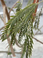 Leucaena
