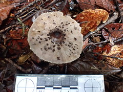 Macrolepiota eucharis