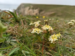 Triphysaria floribunda