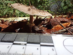 Macrolepiota eucharis