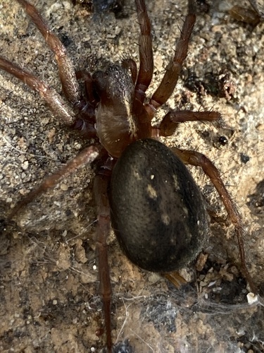 Lycosoides coarctata