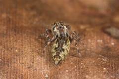 Paraphilaeus daemeli