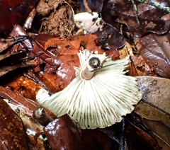 Macrolepiota eucharis