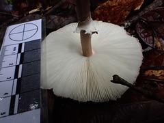 Macrolepiota eucharis