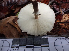 Macrolepiota eucharis