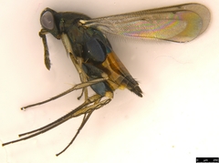 Elasmus