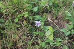 Viola inconspicua