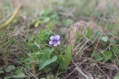 Viola inconspicua